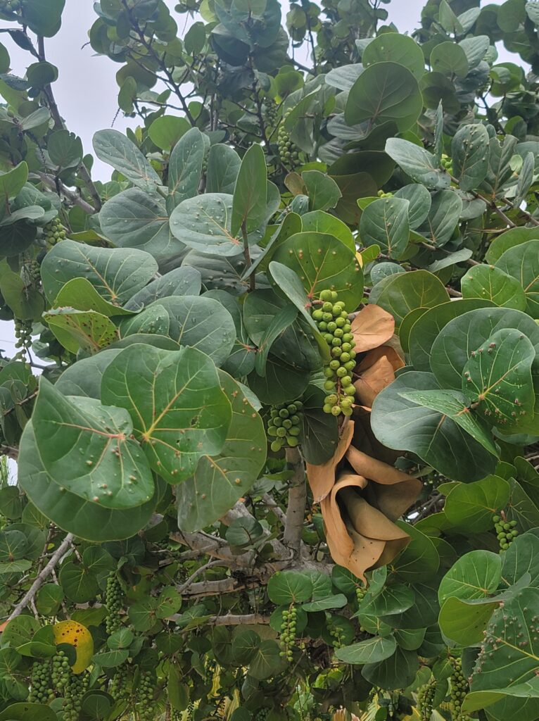 Sea grapes