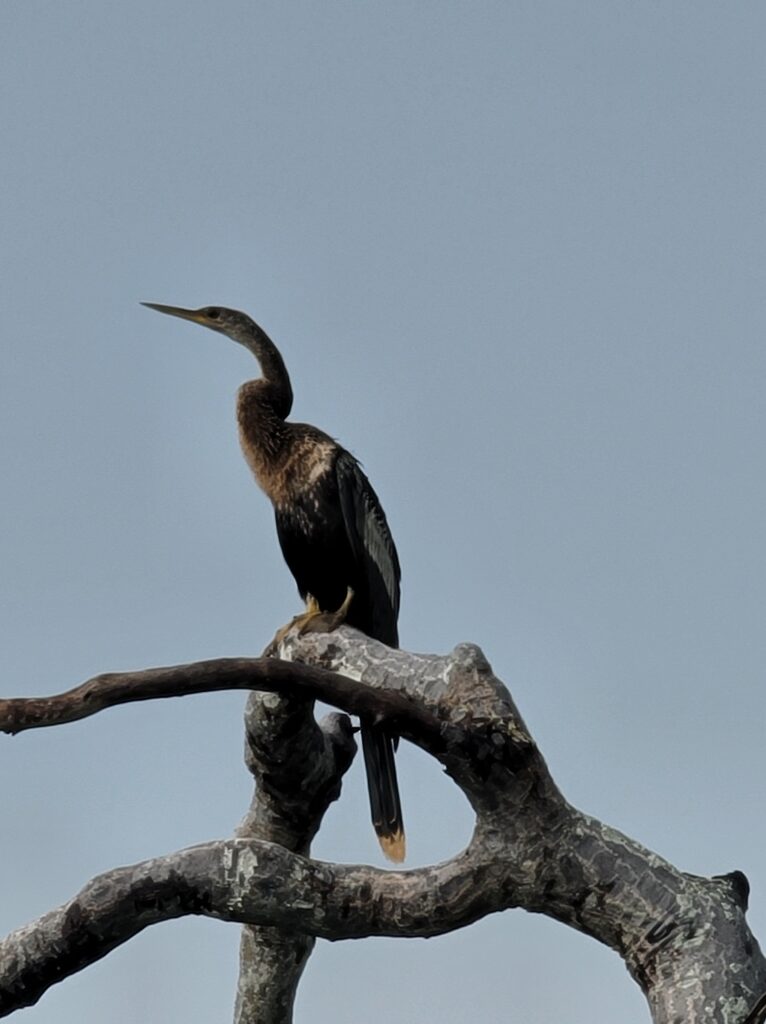A long-necked Anhinga bird.