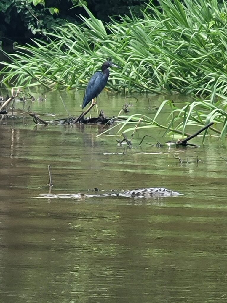 A blue heron and a crocodile