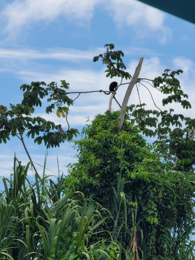 A howler monkey in a tree.
