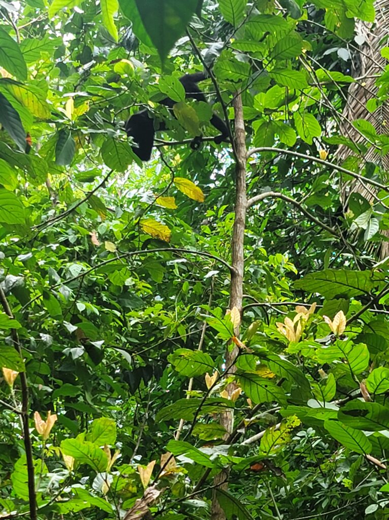 A howler monkey in a tree in the rain forest.