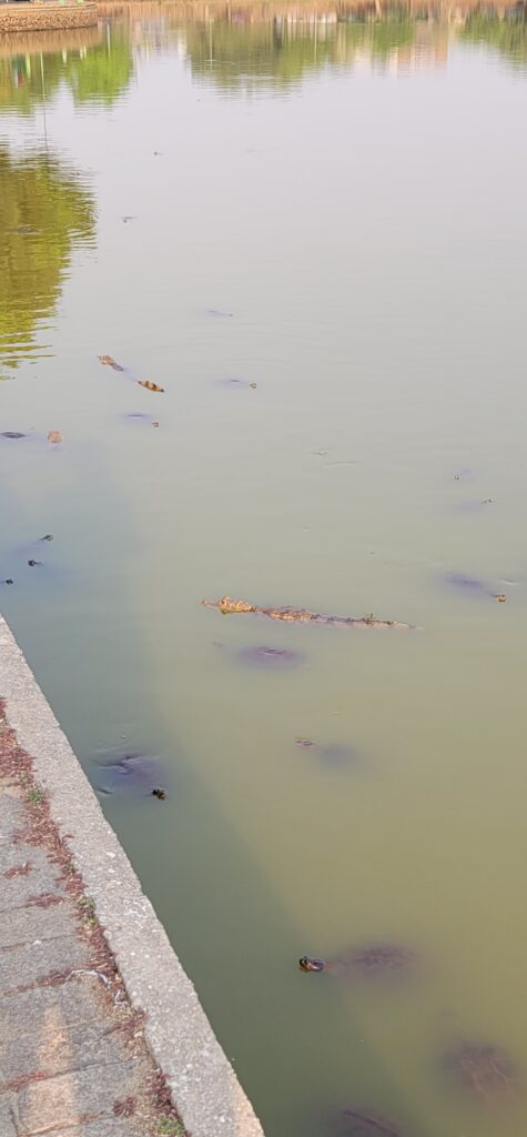 Alligators and turtles in the water at the edge of the lake