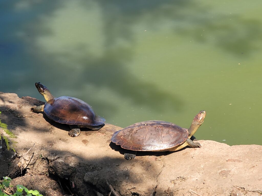 Turtles back to back