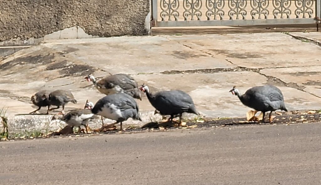 Guineafowls on a street in Porangatu