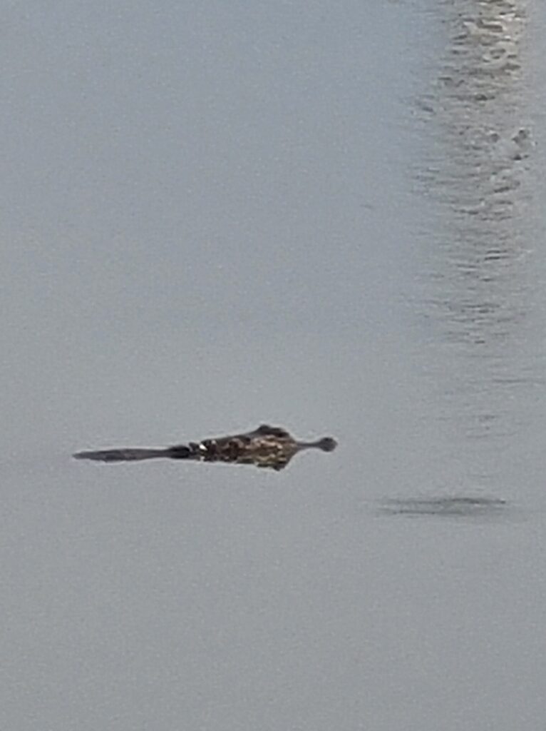 A alligator in Lagoa Grande