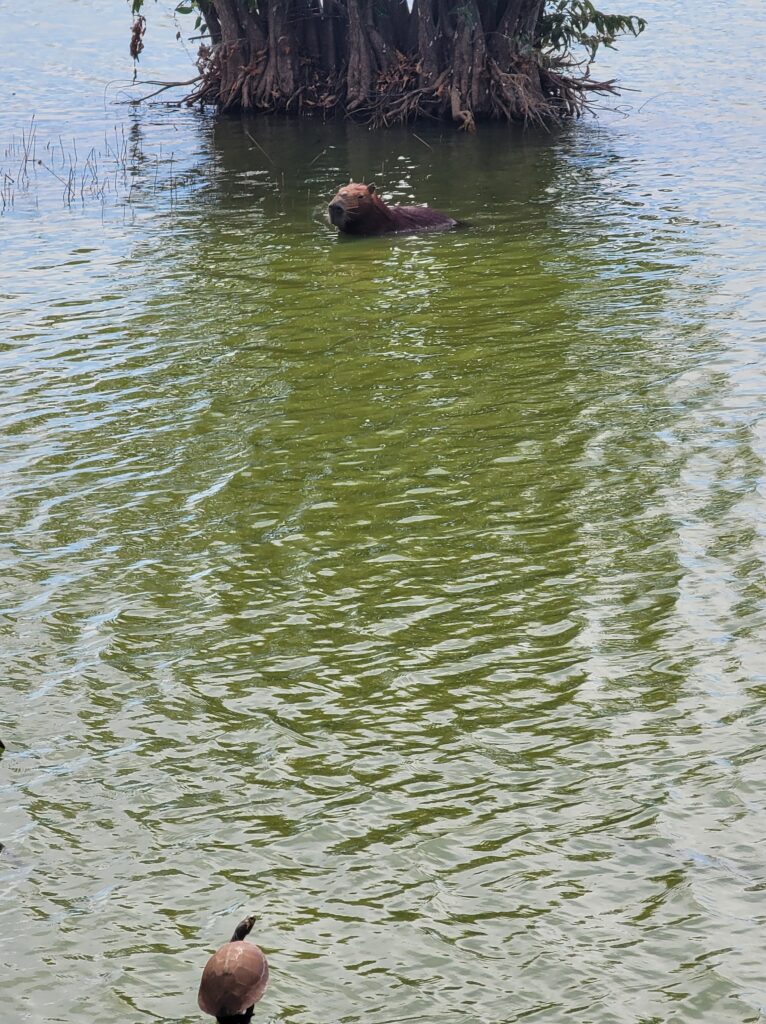 A turtle perched on a branch jutting from the water while a capybara swims in its direction.