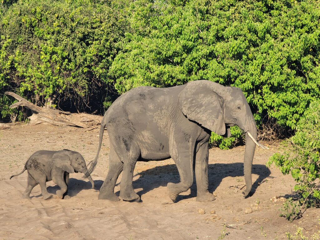 Mother & baby elephant in Botswana